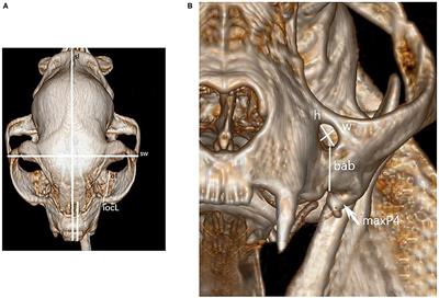 Computed Tomography Analysis of the Feline Infraorbital Foramen and Canal